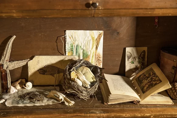 Close-up of books, drawing, cat card, fish card, sea star, shells and more on shelf