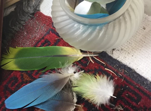 Detail view of glass bowl and colourful feathers