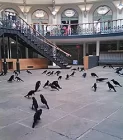 A gathering of sculptural black birds in a public space